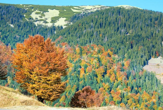 Bosque de montaña de otoño soleado