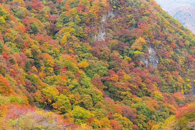 Bosque de montaña en otoño