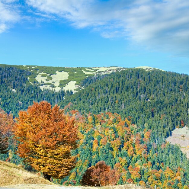 Bosque de montaña de otoño