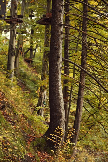 Bosque de montaña de otoño