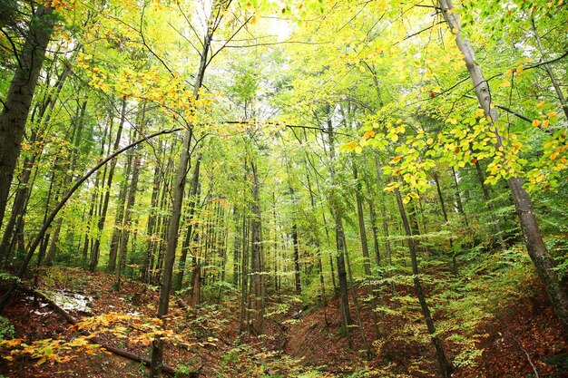 Bosque de montaña de otoño