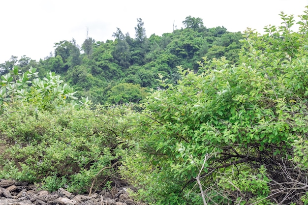 Bosque de montaña verde bajo el cielo nublado brumoso