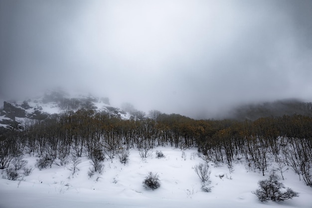 bosque en la montaña