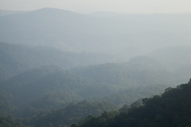 bosque en la montaña