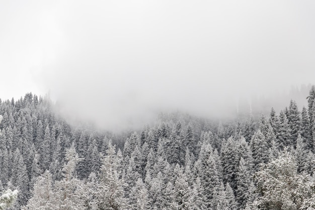 Bosque de montañas de abetos nevados sombríos con niebla en el fondo de principios de invierno