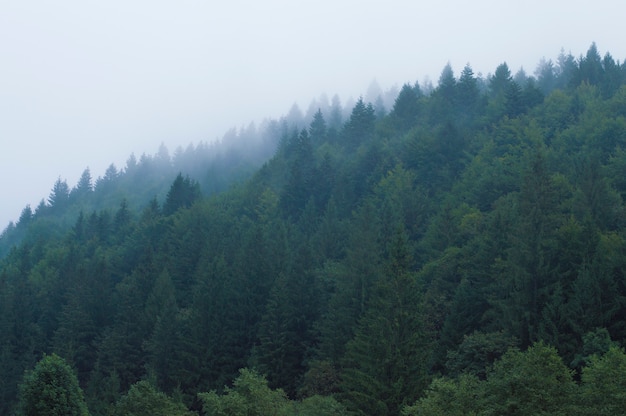 Bosque en las montañas en una bruma contra el cielo