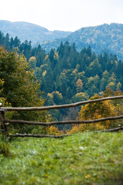 Foto bosque en las montañas de los cárpatos