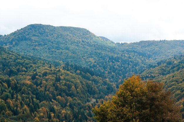 Bosque en las montañas de los cárpatos