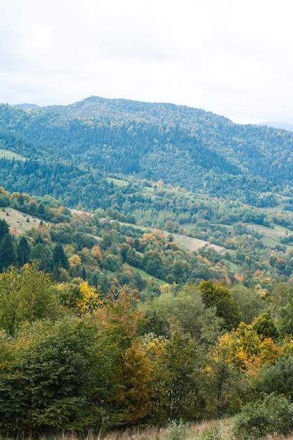 Bosque en las montañas de los cárpatos