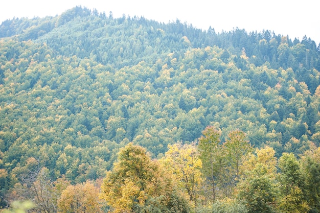 Bosque en las montañas de los cárpatos