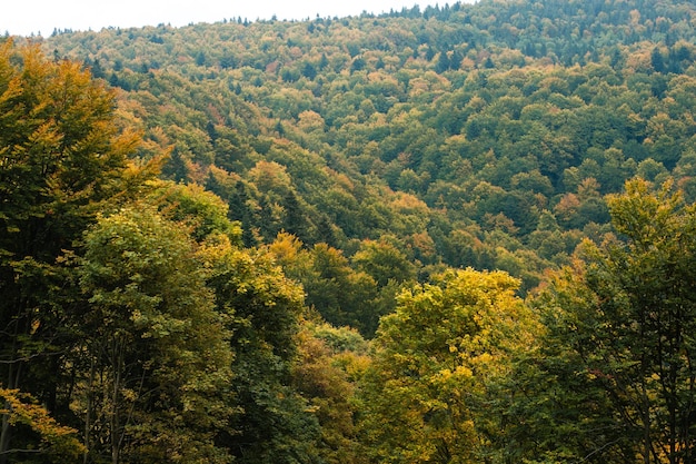 Bosque en las montañas de los cárpatos