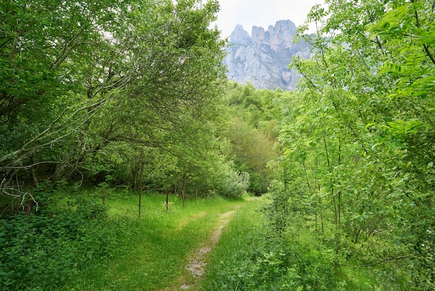 Bosque de montañas de Fuente De en Camaleno Cantabria