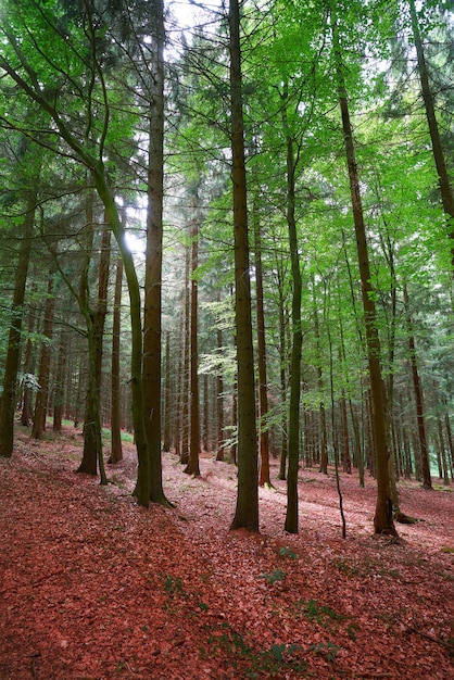 Bosque de montañas de Harz en Alemania