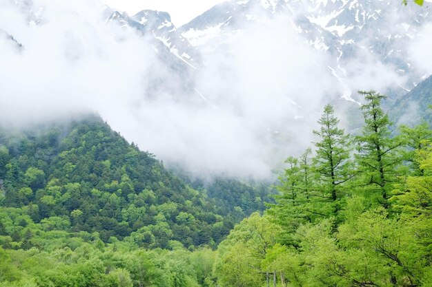 Foto el bosque y las montañas en la niebla