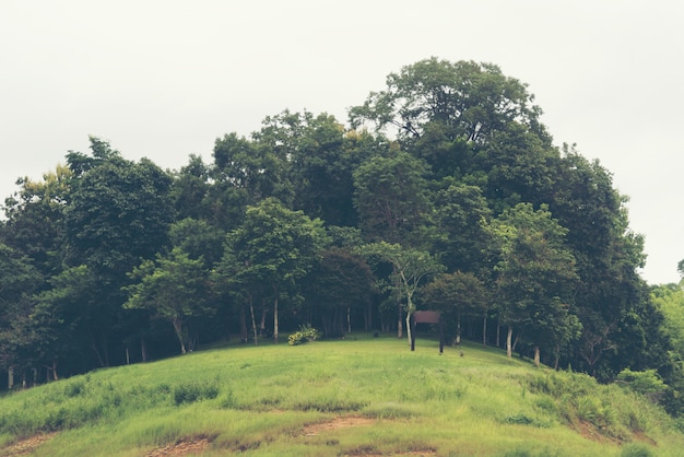 El bosque de montañas tropicales en Tailandia