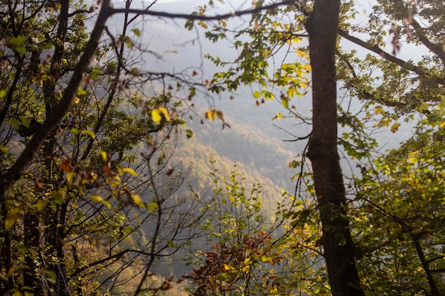 Bosque en las montañas