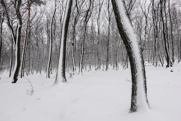 Bosque con mucha nieve en los troncos de los árboles pintados en la naturaleza