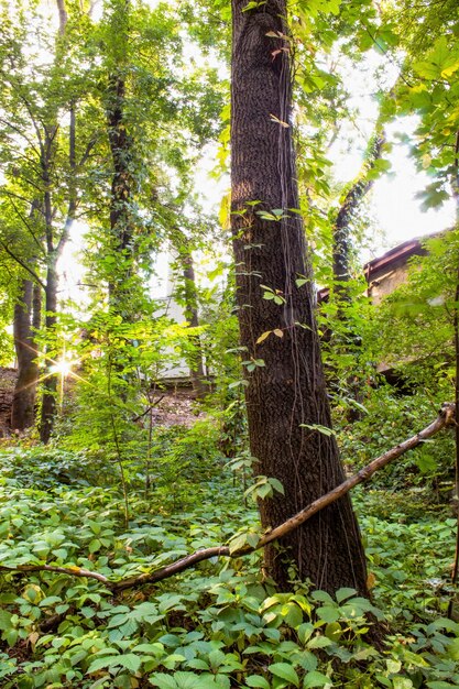 Un bosque con muchos árboles y arbustos verdes, hojas caídas en el suelo, el sol entra en Chisinau, Moldavia