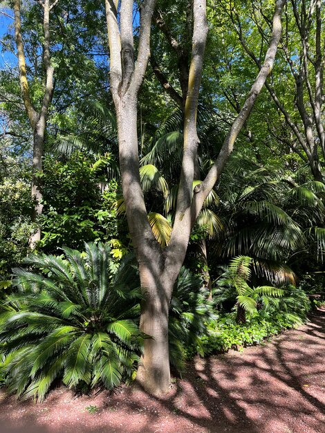 Un bosque con muchos árboles y plantas.