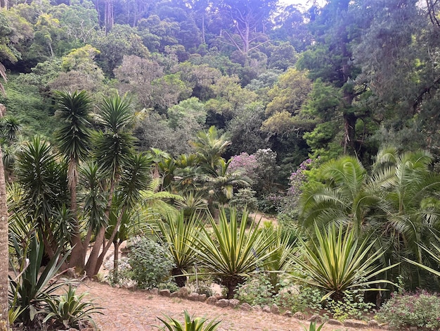 Foto un bosque con muchos árboles y plantas.