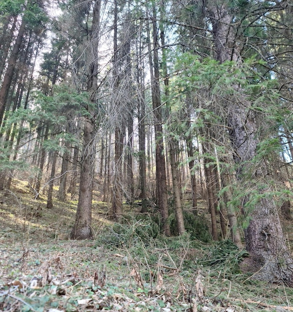 Un bosque con muchos árboles y el sol brillando en el suelo.