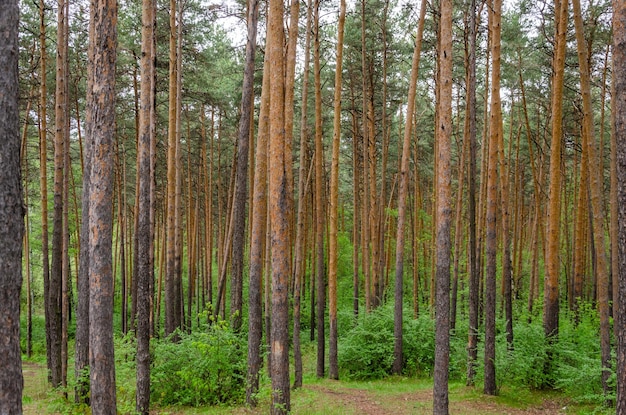 Un bosque con muchos árboles