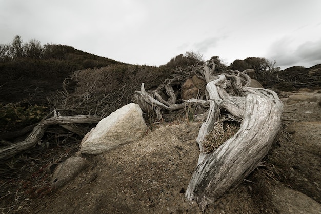 El bosque muerto en el Parque Nacional TorndirrupAlbany, Australia Occidental, filtro de tonificación vintage, agregar