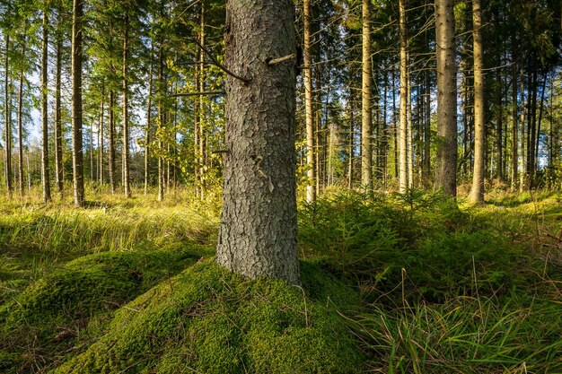 Foto bosque de musgo