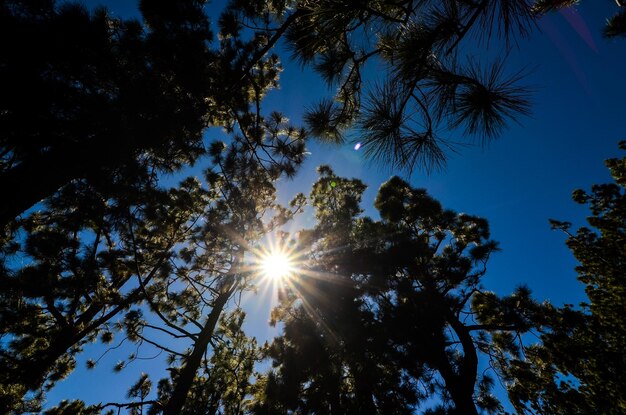 Bosque muy alto de madera de pino en un día soleado