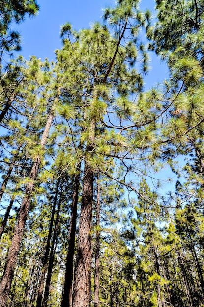 Bosque muy alto de madera de pino en un día soleado