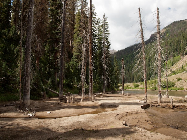 Bosque Nacional Rio Grande en Colorado.