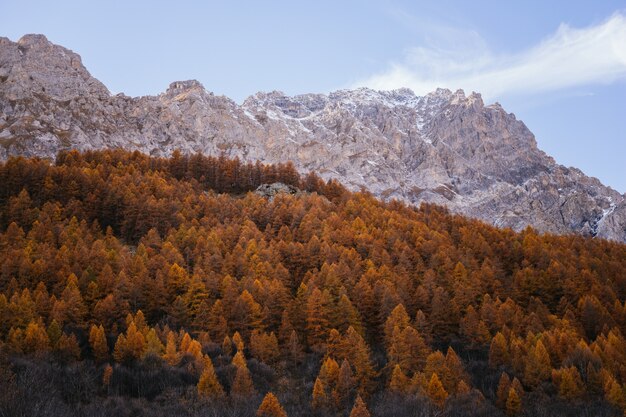 Bosque de naranjos de los Alpes con montañas