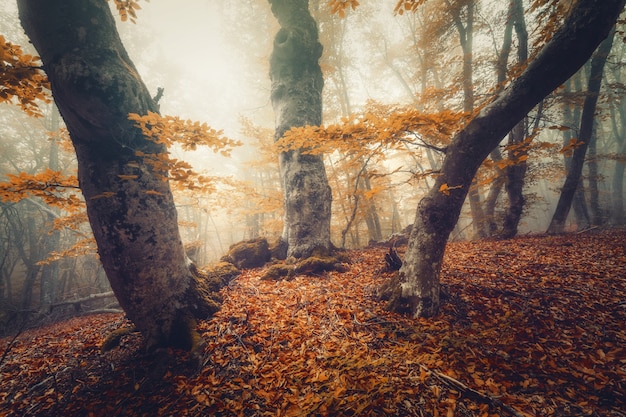 Bosque de naranjos. Bosques de otoño. Bosque de otoño místico en niebla amarilla. Árboles viejos. Hermoso paisaje con árboles, camino, colorido follaje naranja y rojo, niebla. Fondo de naturaleza. Bosque neblinoso