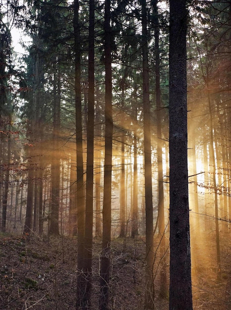 Bosque nebuloso iluminado por el sol de la tarde