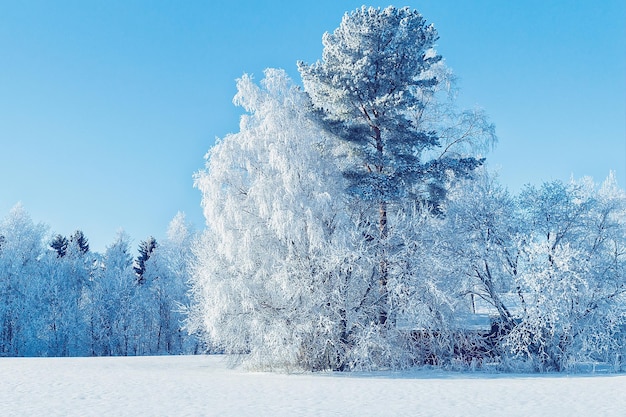 Bosque nevado del campo en invierno Rovaniemi, Laponia, Finlandia.