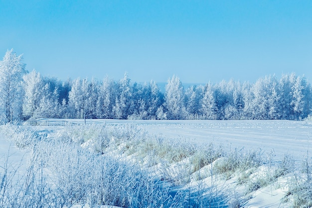 Bosque nevado del campo, invierno Rovaniemi, Laponia, Finlandia.