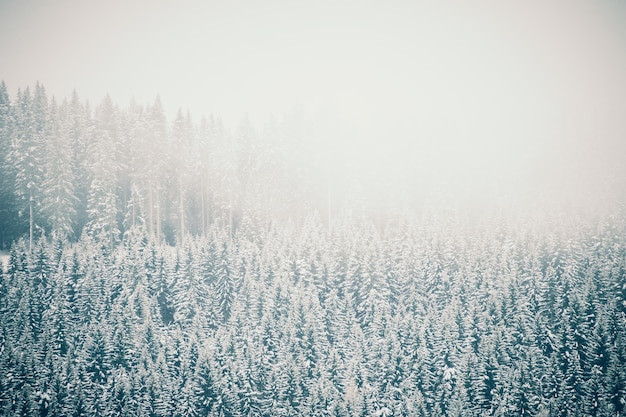 Bosque nevado en un día brumoso. Fondo de naturaleza de invierno, filtro vintage