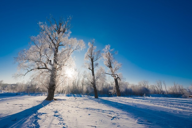 Bosque nevado con diferentes árboles contra el cielo