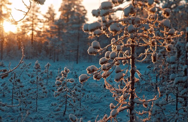 Bosque nevado de invierno al atardecer. Hermoso paisaje navideño Poca profundidad de campo.