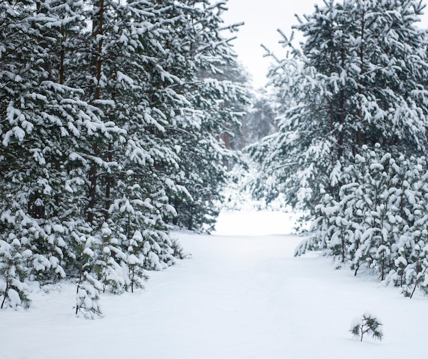 Bosque nevado de invierno. Bosque de pinos cubierto de nieve en enero