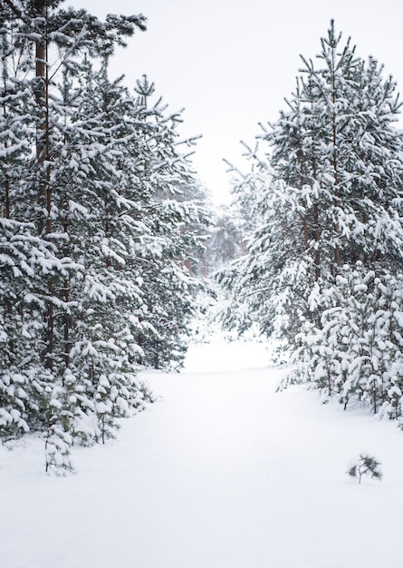 Bosque nevado de invierno. Bosque de pinos cubierto de nieve en enero