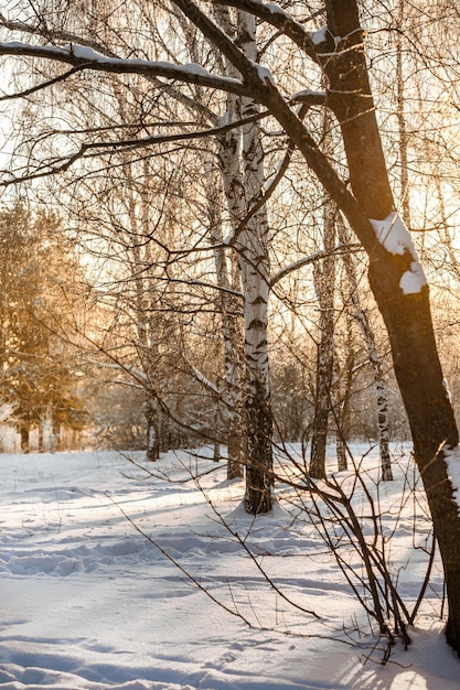 Bosque nevado de invierno con luz solar Increíble paisaje natural sin gente