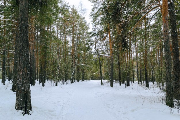 Bosque nevado de invierno de pino en un día helado nublado