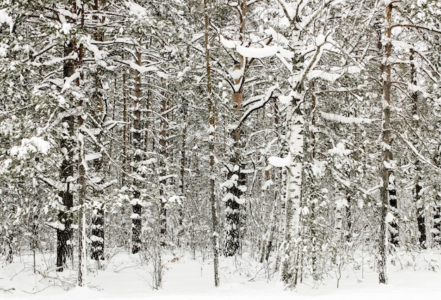 Bosque nevado de invierno por la tarde después de una nevada