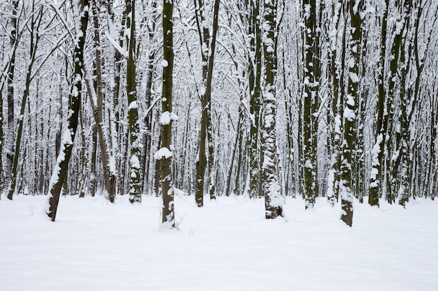 bosque nevado Paisaje de invierno