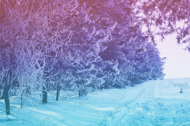 Bosque nevado Pinos cubiertos de nieve Naturaleza de invierno Fondo de Navidad