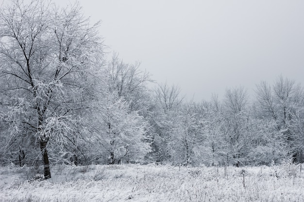 Bosque nevado. Árboles cubiertos de nieve. El denso bosque bajo la nieve.