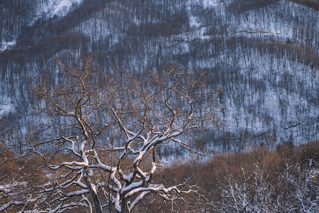 Bosque nevado por la tarde