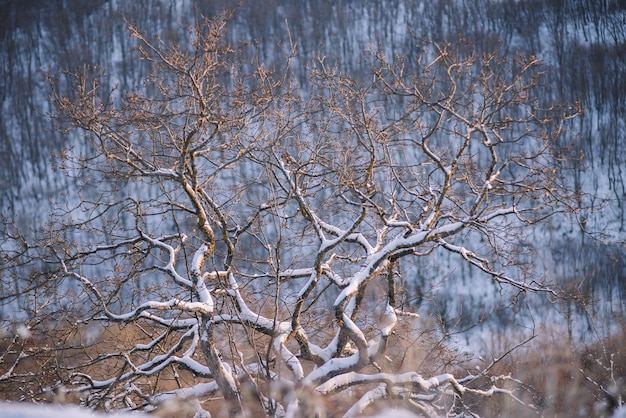 Bosque nevado por la tarde