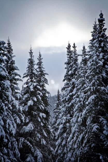 Bosque nevadoxA